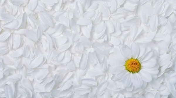 Proste Tło Miękkich Białych Płatków Kwiatowych Pojedynczym Doskonałym Stokrotka Żywym — Zdjęcie stockowe