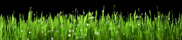 Vivid Green Grass Sparkling Water Dew Drops — Stock Photo, Image