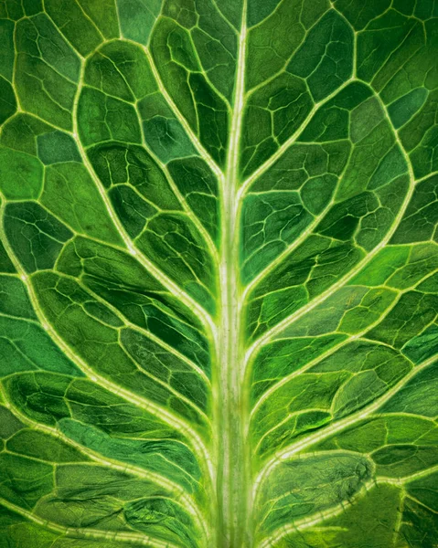 Yeşil Yaprak Dokusunun Yüzeyinin Arka Plan Işığı Yeşilin Çeşitli Tonlarında — Stok fotoğraf