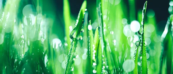 Свежая Весенняя Трава Покрытая Капли Утренней Росы Яркие Цвета Мелкими — стоковое фото