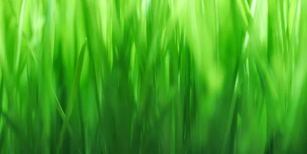 Nær Ferskt Grønt Gress Med Grunt Mel Mel Lysegrønn Naturbakgrunn – stockfoto