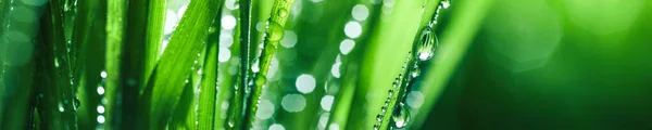 Свежая Весенняя Трава Покрытая Капли Утренней Росы Яркие Цвета Мелкими — стоковое фото