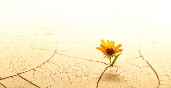 干裂的沙漠土壤 一朵花从沙漠发芽 表明全球变暖或气候变化的概念 面对逆境 决心或其他环境问题时的希望 图库图片