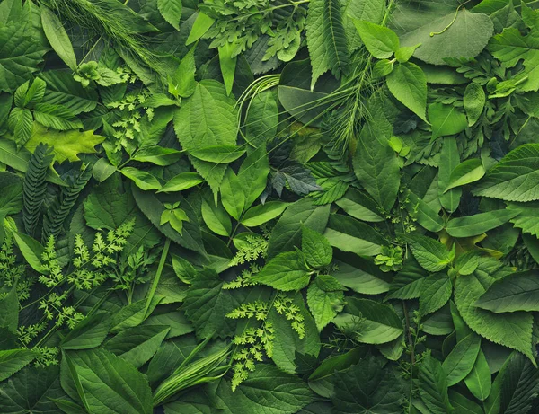 Folhagem Fundo Com Uma Variedade Folhas Plantas Vibrantes Mostrando Ecossistema Imagem De Stock