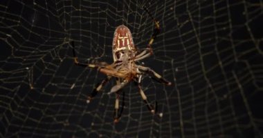 Altın ipek ağ ören örümcek ağındaki böceği felç etmek için sivri dişleriyle bir böceği ısırıyor..