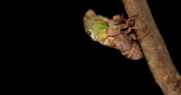 Bir Ağustos Böceğinin Kabuğu Dökülüp Kanatlarla Ortaya Çıkma Zamanı — Stok video