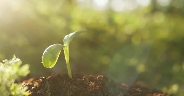 土の中に小さな苗木植物が発芽し 日光の光で成長し繁栄します — ストック動画