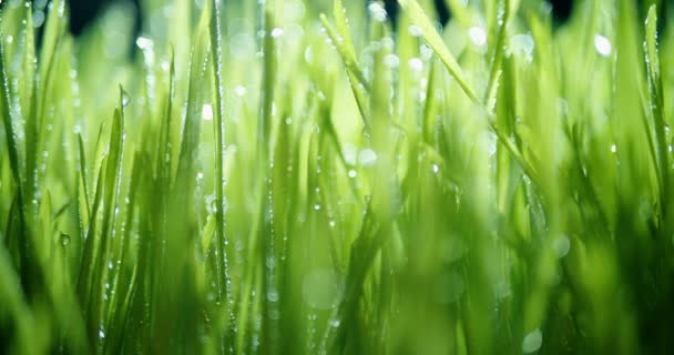 Lebendig Grünes Gras Mit Glitzernden Wassertautropfen Die Sich Wind Verlangsamen — Stockvideo