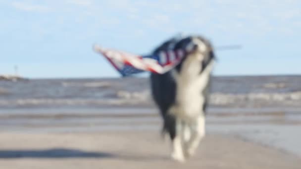 Movimiento Lento Perro Collie Frontera Feliz Corriendo Jugando Fuera Llevando — Vídeos de Stock