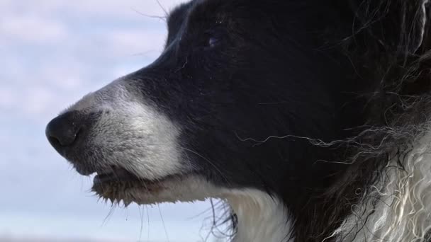 Slow Motion Gräns Collie Hund Med Våt Och Smutsig Päls — Stockvideo