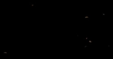 Geceleri uçan böcek sürüsü ürküyor. Böceklerin üst üste yığılması, gerçek böcek vahşi yaşamı, ya da korkunç Cadılar Bayramı geçmişi..