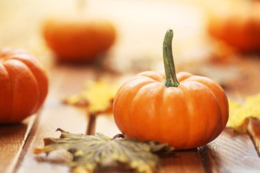 Sonbahar balkabakları ve sonbahar tatili süslemeleri ile su kabakları