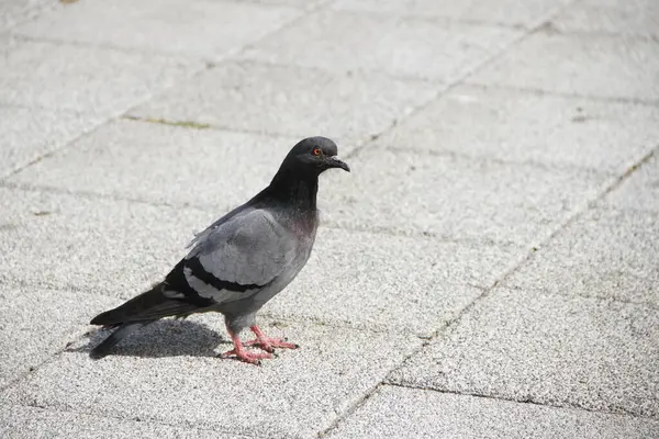 Pigeon Parc Ville — Photo
