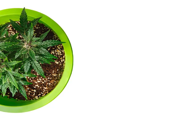 Koncept Pěstování Konopí Hrnci Pěstování Marihuany Rostliny Konopí Bílém Pozadí — Stock fotografie