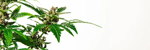 新鮮な明るい葉で成長する若いマリファナブッシュの閉鎖 国内環境での大麻の栽培 成長の初期段階での大麻 — ストック写真