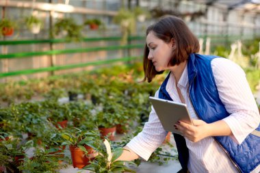 İşkadını çiftçi elinde tablet siparişi ile organik sera bahçesindeki bitkilere bakıyor. Yeni yenilik teknolojisi