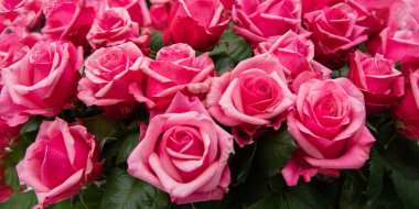 huge bouquet of roses is the best gift for woman. charming Dutch red and pink roses with long cane in flower shop.