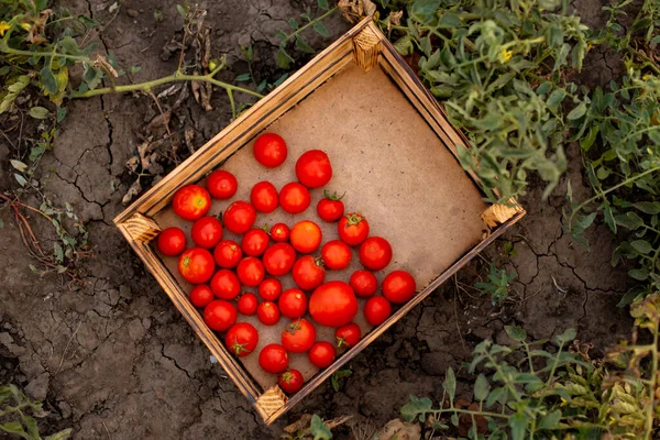 토마토가 수확기 — 스톡 사진