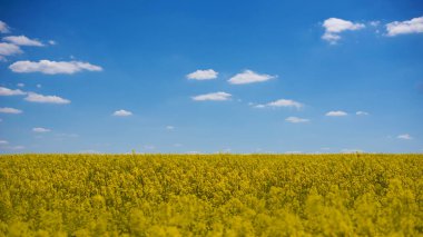 Kolza tohumu açan ve güzel gökyüzü, güzel bahar manzarası. Colza (Brassica rapa)