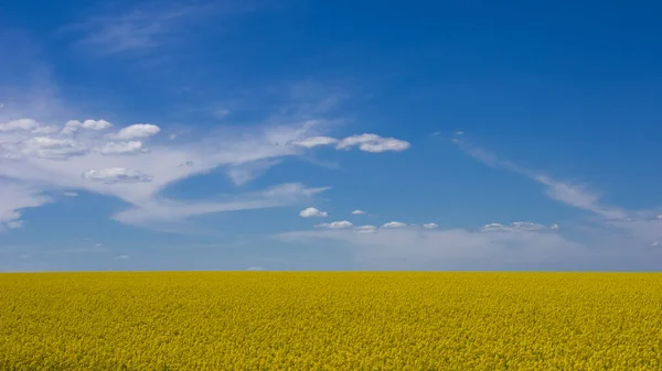 Pole Rolnicze Kwitnącym Rzepakiem Słoneczny Dzień Krajobraz Wiejski Słoneczny Dzień — Zdjęcie stockowe