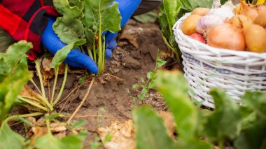 Topraktan pancar çıkaran kadın çiftçinin elleri. Bahçede pancar hasat ediyorum..