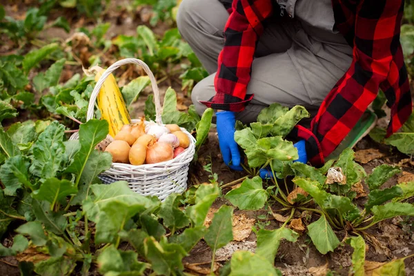 farmer harvests fresh vegetables on bed in green garden and put on basket