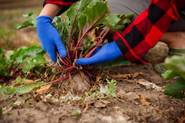 close up hands in farm gloves pulls beets from ground. farmer harvests beets in fields
