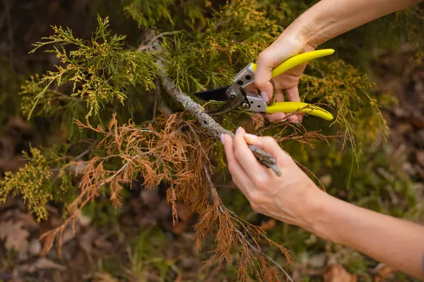 Kadın elleri, Evergreen Park 'ta kuru dalları ve ölü odunları budayarak kesiyor.