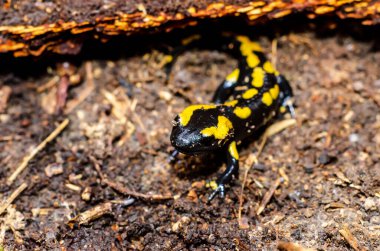 Ateş semenderi (Salamandra semenderi) Avrupa 'da yaygın olarak rastlanan bir semender türüdür..