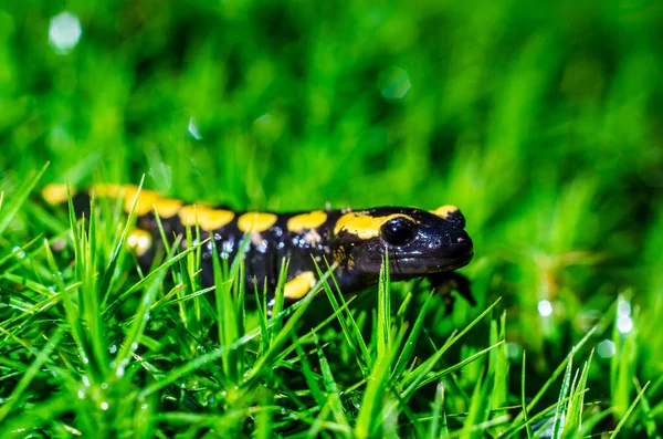 Hasičský Salamandr Salamandra Salamandra Běžný Druh Mloka Nalezený Evropě — Stock fotografie