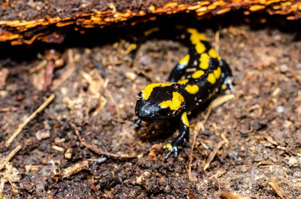 Der Feuersalamander Salamandra Salamandra Ist Eine Europa Weit Verbreitete Salamanderart — Stockfoto