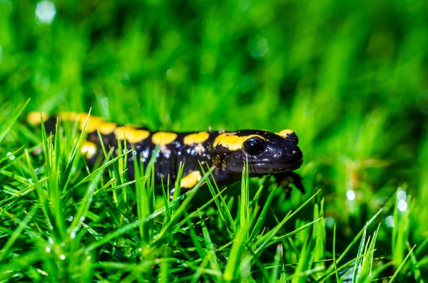 Огненная Саламандра Salamandra Salamandra Распространенный Вид Саламандры Встречающийся Европе — стоковое фото