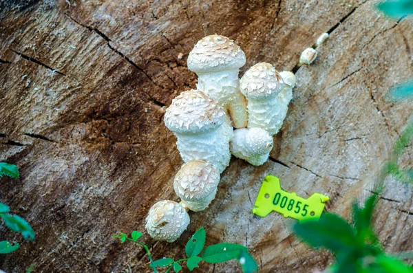 Scaly Mushroom Pholiota Populnea Grows Fallen Tree — Stock Photo, Image