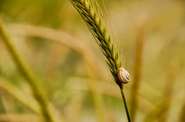 Vahşi yaşam üzerine bir salyangoz 