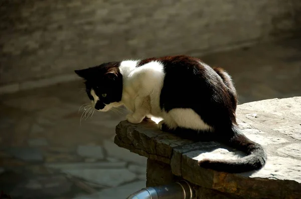 Eine Entzückende Katze Aus Istanbul — Stockfoto