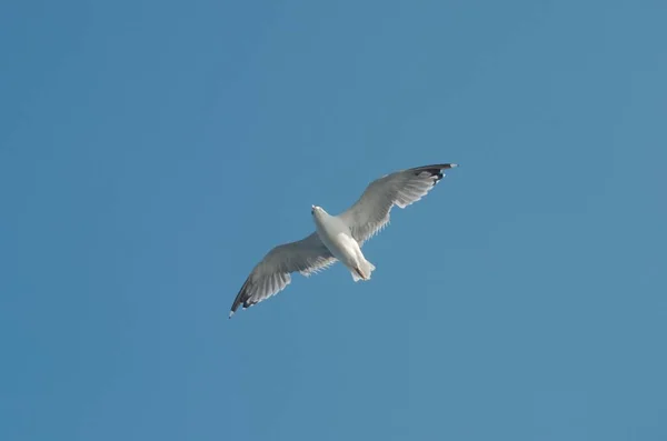 İstanbul Boğazı üzerinde uçan Martı
