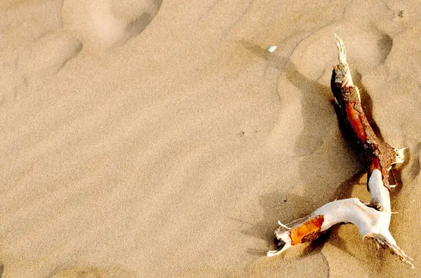 ölü deniz kabukları kum arka planda