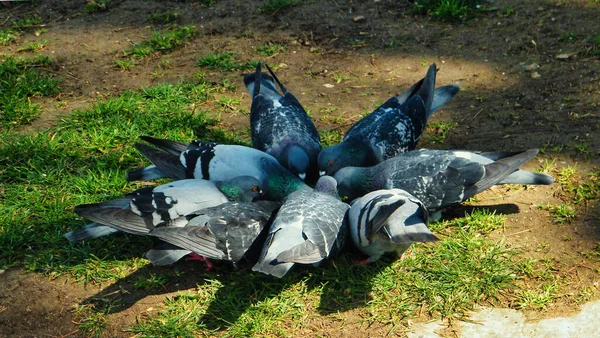 Bazı güvercinler parkta koşuşturuyor.