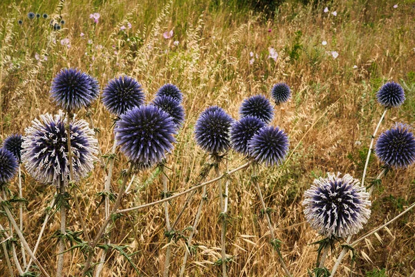 Natuurlijke Wilde Blauwe Bloemen — Stockfoto