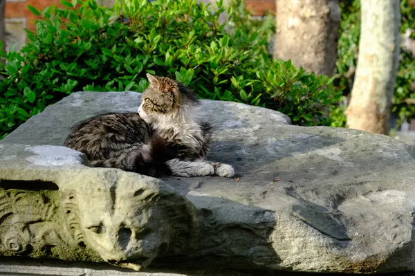 Gato Descansando Istanbul — Fotografia de Stock