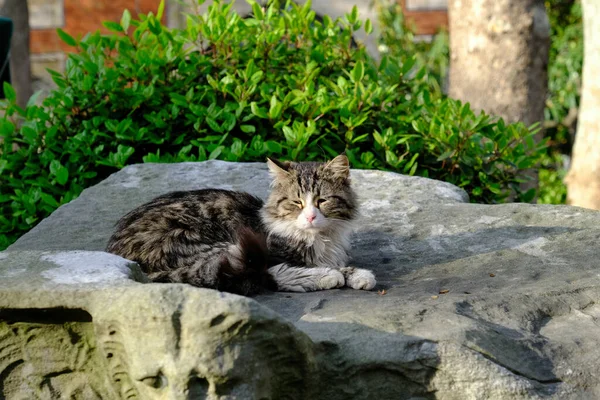 정원에 고양이 집없는 고양이 — 스톡 사진