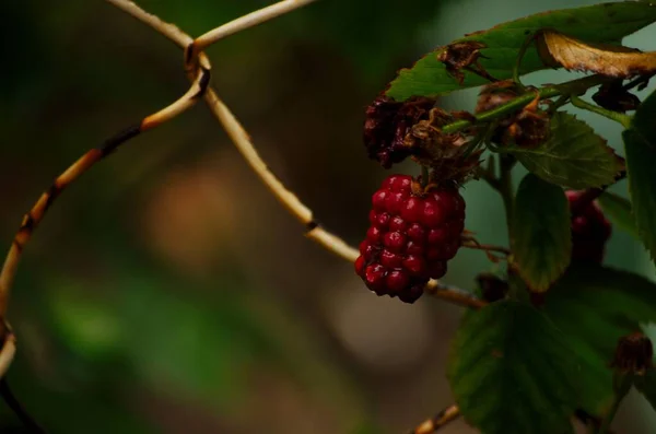 bir kırmızı meyve, Canakkale, Türkiye