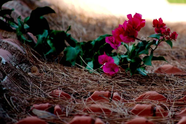 kırmızı yabani çiçekler, Çanakkale, Türkiye