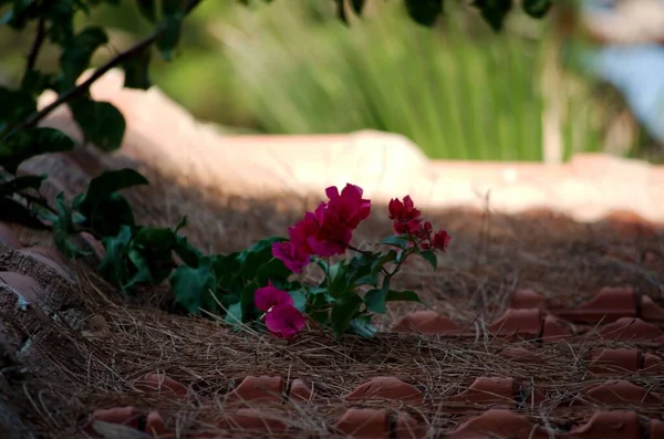 kırmızı yabani çiçekler, Çanakkale, Türkiye