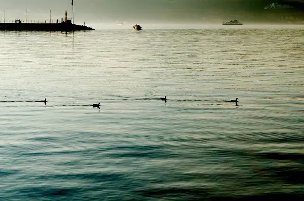 Fisher Birds Swim Canakkale Turkey — 스톡 사진