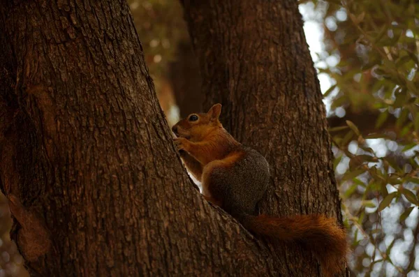 Ormandaki sincap bir şeyler yiyor.