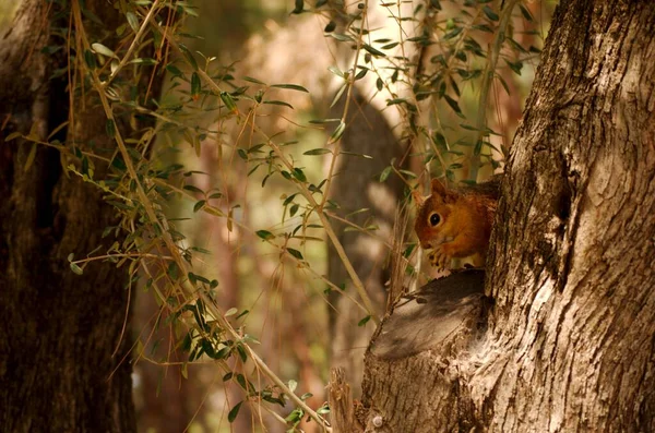 Ormandaki sincap bir şeyler yiyor.