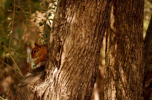 在森林里吃东西的松鼠 — 图库照片