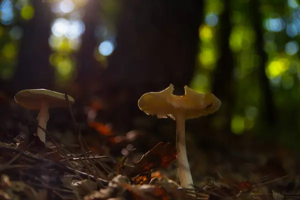 Bir mantar, Polonezkoy İstanbul