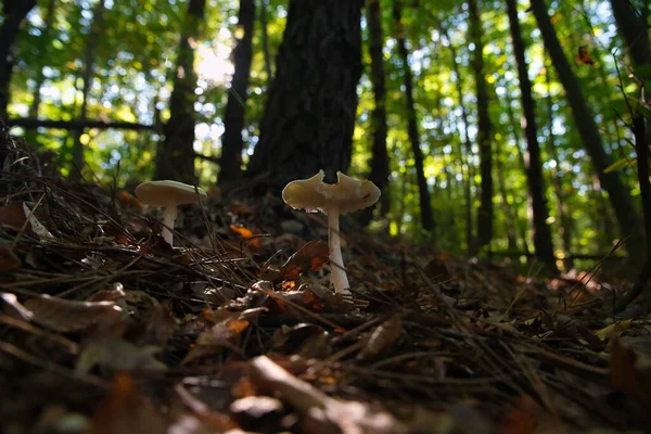 Bir mantar, Polonezkoy İstanbul